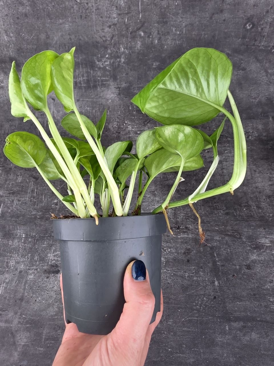 Epipremnum Global Green 12 cm